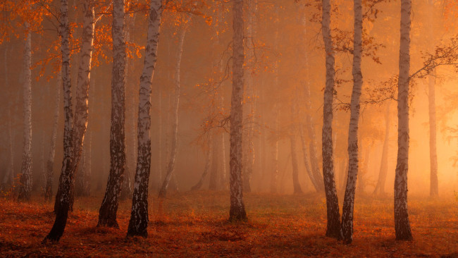 Обои картинки фото природа, лес, туман, берёзы
