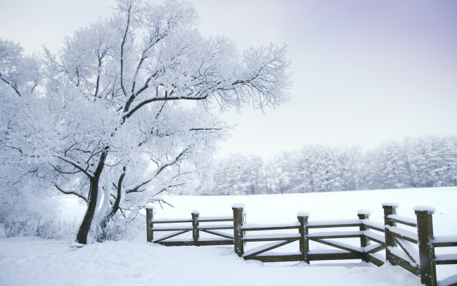 Обои картинки фото природа, зима, снег, деревья, пейзаж