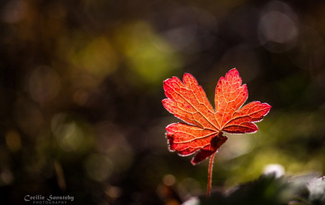 Обои картинки фото природа, листья, красный, прожилки, осень, свет, макро