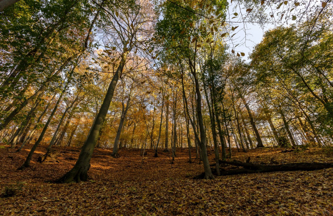 Обои картинки фото природа, лес, листва, осень