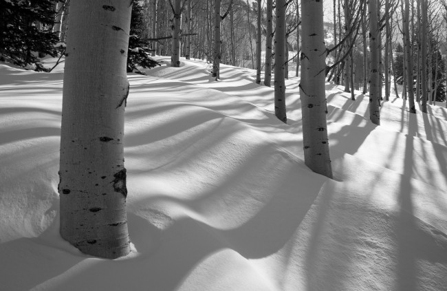 Обои картинки фото природа, зима, снег, осина, деревья, роща