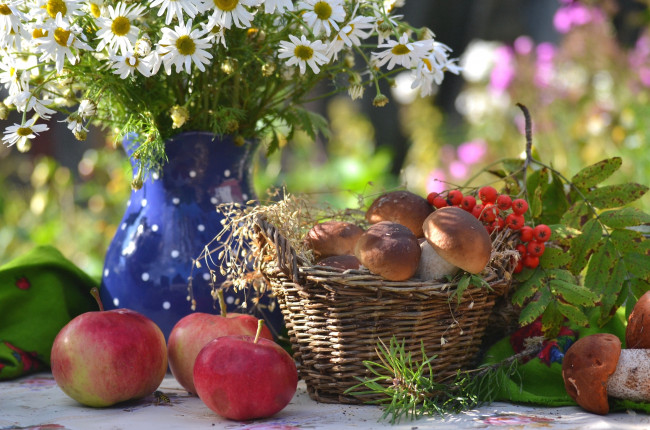 Обои картинки фото еда, натюрморт, яблоки, рябина, грибы, ромашки