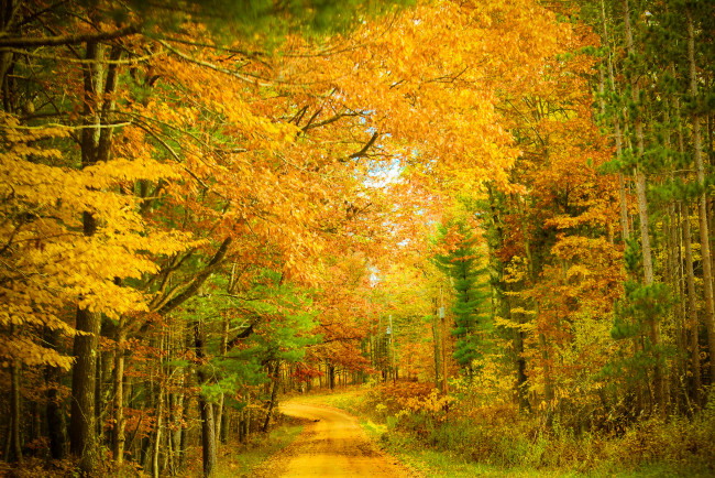 Обои картинки фото природа, дороги, дорожка, листва, лес, осень