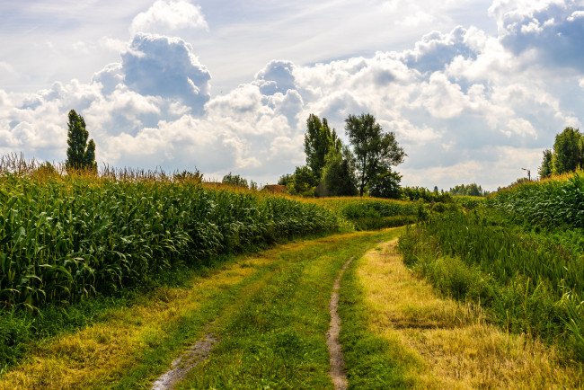 Обои картинки фото природа, дороги, колея, кукуруза, поле