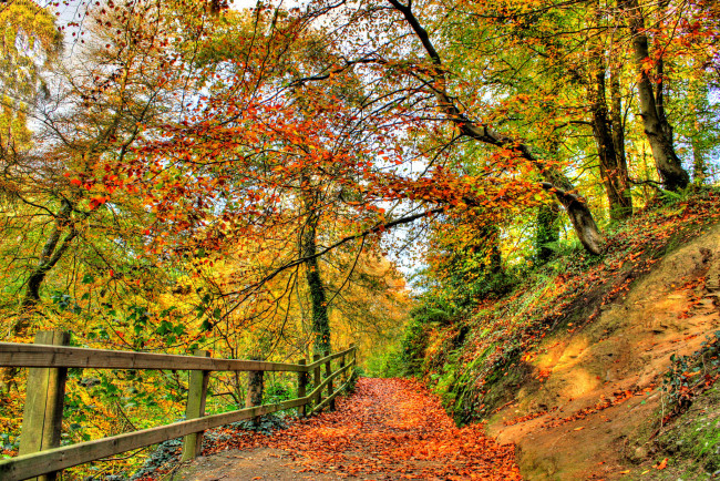 Обои картинки фото природа, дороги, краски, лес, осень, мостик