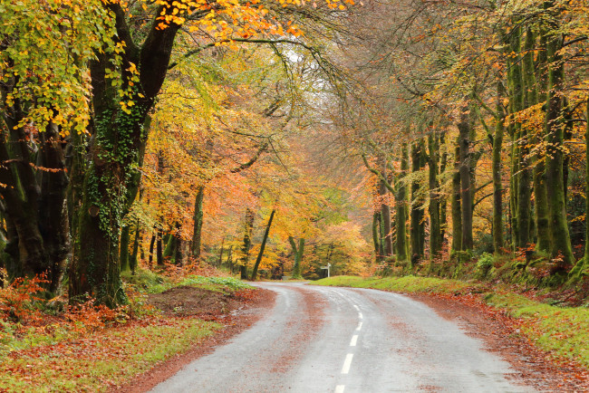 Обои картинки фото природа, дороги, шоссе, лес, осень, листва