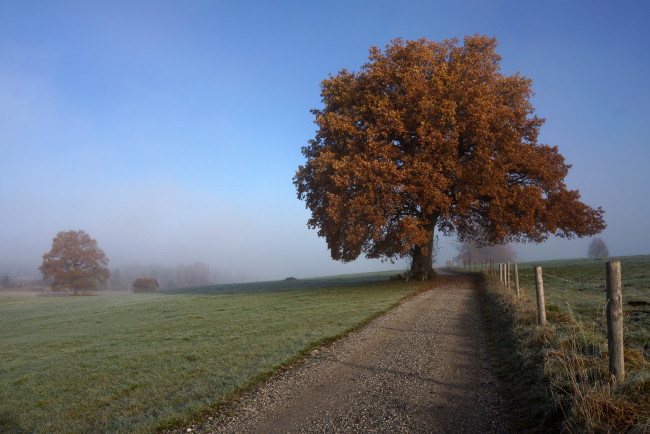 Обои картинки фото природа, дороги, туман, дерево, осень