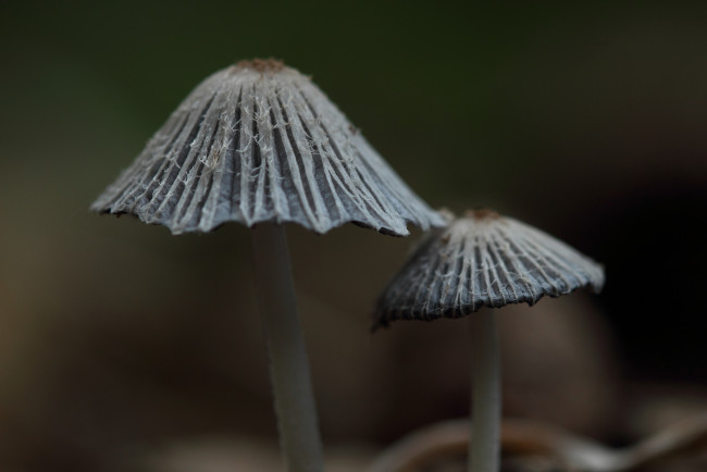 Обои картинки фото природа, грибы, фон, шляпки, серые, макро