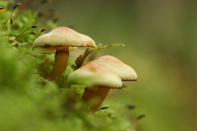 Обои картинки фото природа, грибы, зелень, мох, фон, макро