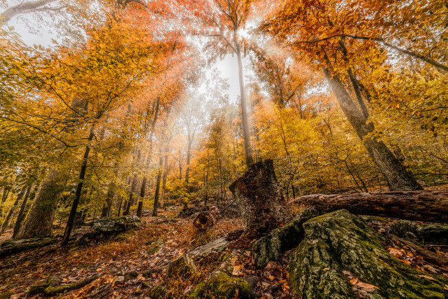 Обои картинки фото природа, лес, свет, листва, осень
