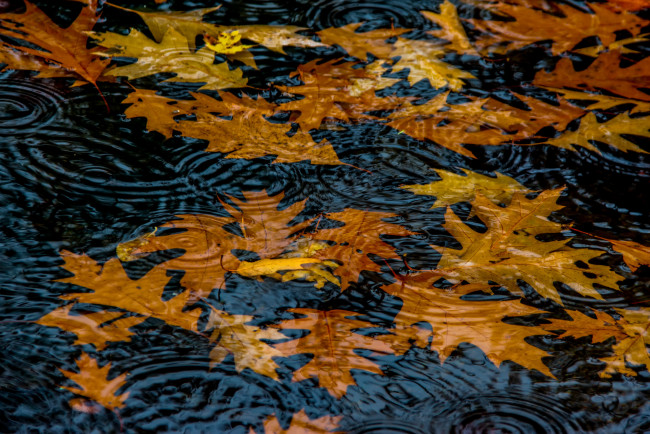 Обои картинки фото природа, листья, круги, вода, осень