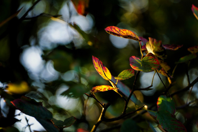 Обои картинки фото природа, листья, ветка, цвета, осень, размытие