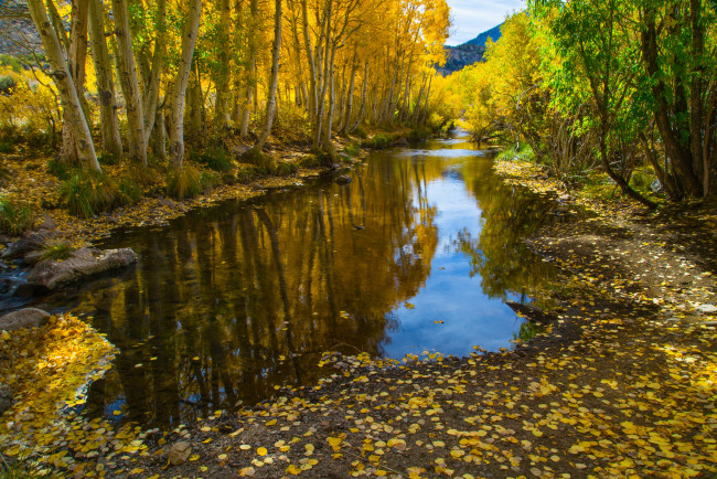 Обои картинки фото природа, реки, озера, листья, речка, лес, осень