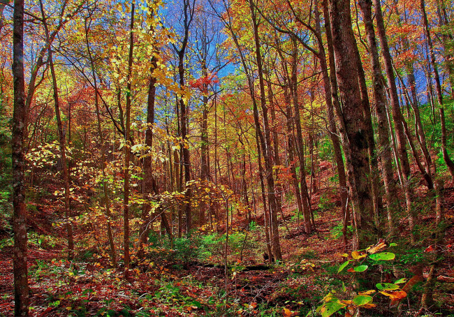 Обои картинки фото природа, лес, осень, деревья, листва