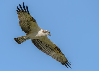 Картинка osprey животные птицы+-+хищники скопа