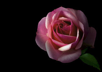 Картинка цветы розы фон цветок черный роза