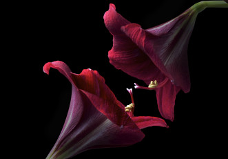 Картинка цветы амариллисы +гиппеаструмы фон черный