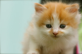Картинка животные коты мордочка взгляд малыш котёнок