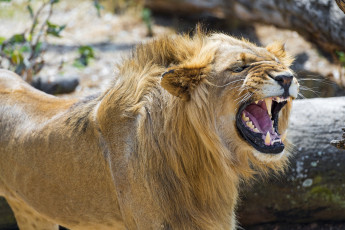 Картинка животные львы молодой хищник пасть оскал морда грива сердитый клыки ярость злость рык