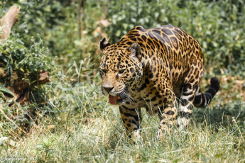 Картинка животные Ягуары прогулка зоопарк язык кошка