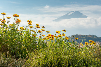 Картинка цветы луговые+ полевые +цветы гора эхинацея