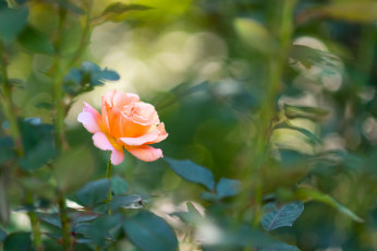 Картинка цветы розы нежность роза