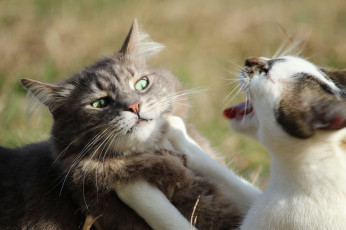 Картинка животные коты разборки морда кошка кот