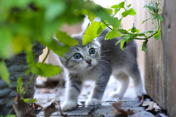 Картинка животные коты трава испуганный малыш серый котёнок