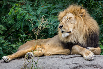 Картинка животные львы лев