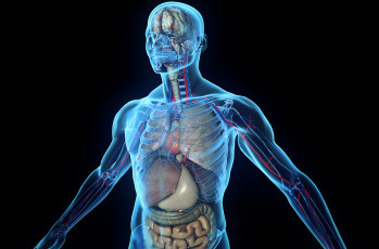 Картинка разное кости +рентген органы ткани человеческое тело скелет