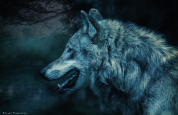 Картинка разное компьютерный+дизайн лес ночь волк хищник профиль