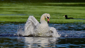 Картинка животные лебеди лебедь брызги озеро