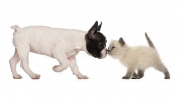 Картинка животные разные+вместе британская короткошёрстная кошка французский бульдог дружба друзья котёнок щенок собака