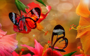 Картинка разное компьютерный+дизайн фотошоп бабочки гибискус