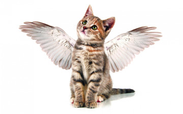 Картинка животные коты ангелочек полосатый серый забавно ангел мило кошки котенок крылья