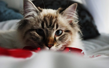Картинка животные коты диван взгляд кошка кот