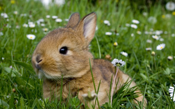 обоя животные, кролики,  зайцы, мило, серый, лето, трава, цветы, поляна, грызуны, кролик, ромашки