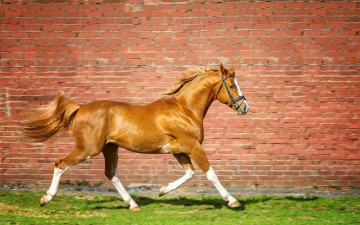 Картинка животные лошади трава бег лошадь кирпич стена