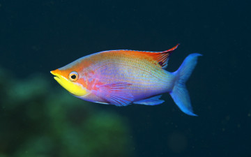 Картинка животные рыбы вода цвета яркая рыба
