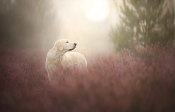 Картинка животные собаки собака голден ретривер золотистый вереск