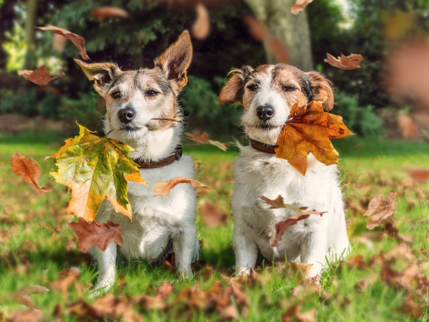 Обои картинки фото животные, собаки, осень, листья, парочка, джек, рассел, терьер