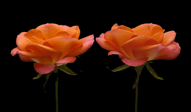 Обои картинки фото цветы, розы, черный, фон