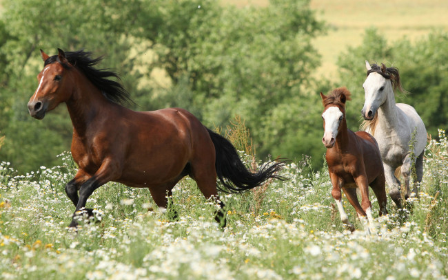 Обои картинки фото животные, лошади, цветы, трое, трава, лето, кусты, три, кони, резвятся, луг, поле