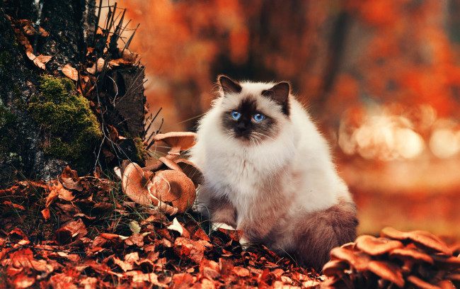 Обои картинки фото животные, коты, кошка, пушистая, глаза, голубые, взгляд, осень, листва, грибы, природа, боке