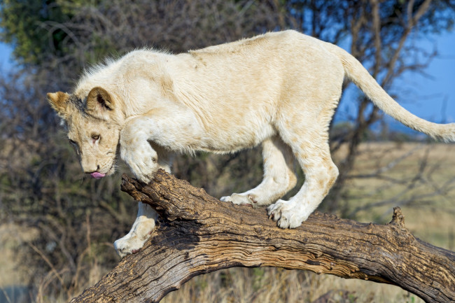 Обои картинки фото животные, львы, хищник, белый, молодой, кошка, бревно