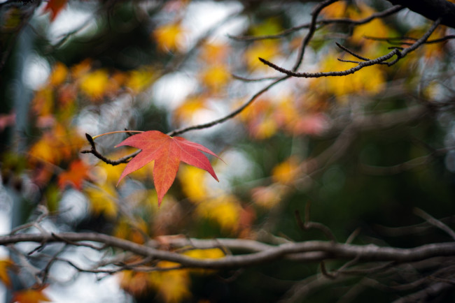 Обои картинки фото природа, листья, ветка, макро, осень