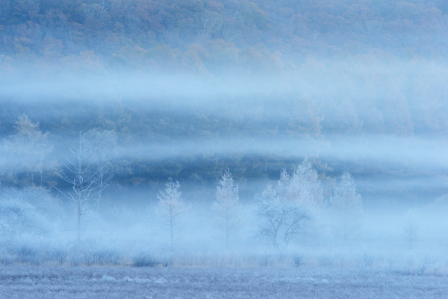 Обои картинки фото природа, зима, деревья, поле, склон, иней, туман, дымка