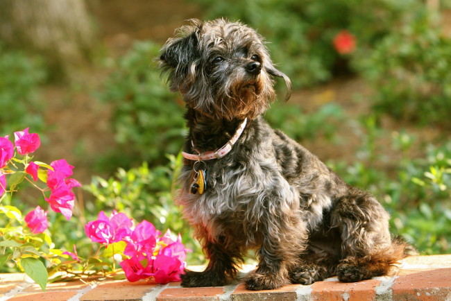 Обои картинки фото животные, собаки, бугенвиллея, цветы, ошейник, собака