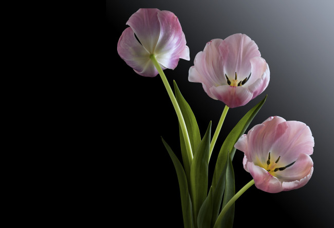 Обои картинки фото цветы, тюльпаны, черный, фон