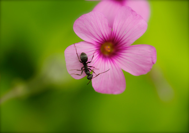 Обои картинки фото животные, насекомые, цветок, муравей